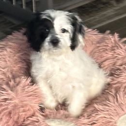 Cockapoo, Goldendoodle, and Maltipoo Puppies from Loris Pampered Pooches💕