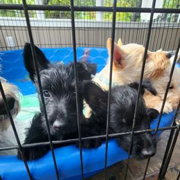 Scottish Terrier Puppies from Nicole's Scottish Terriers