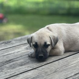 Hoss (black) - Yellow Black Mouth Cur puppy in Warsaw, Missouri from Heritage Cow Dogs