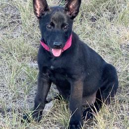 Black Sable Malinois Female - Black sable female Belgian Malinois puppy in Irmo, South Carolina from Kaizen Ruach Malinois