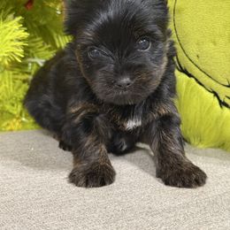 Mae - Black and tan female Yorkshire Terrier puppy in Statham, Georgia from The Yorkie Love Shack