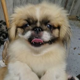 Pooff - Pekingese
