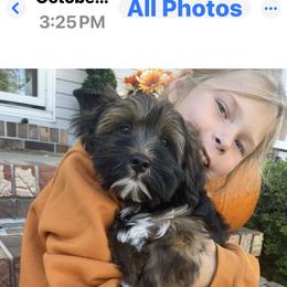 Havanese Puppies from Nanas Havanese