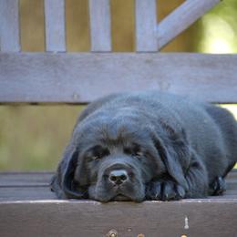 Labrador Retriever Puppies from Pure Joy Labradors