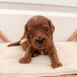 Pretzel - Red male Cavapoo puppy in Apache Junction, Arizona from Coffey House Doodles