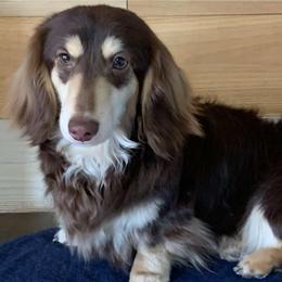 Bronson - Dachshund
