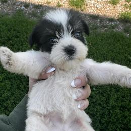 Girl 4 - Parti female Miniature Schnauzer puppy in West Point, Nebraska from Canyon Rose Schnauzers