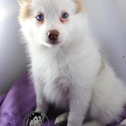 Pomsky Puppies from Angel's Creek Pomskies