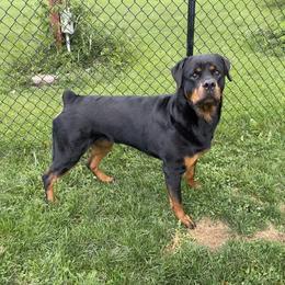 Rosie - Rottweiler