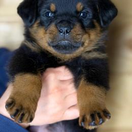 4th pick Male - Black and mahogany male Rottweiler puppy in Fredericktown, Missouri from Obsessions Rottweiler