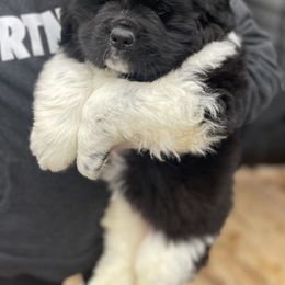 Newfoundland and Shih Tzu Puppies from Grand Meadow Newfoundlands
