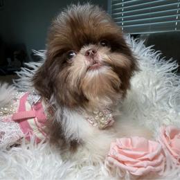 Diva Dior - Chocolate and tan female Shih Tzu puppy in Colorado Springs, Colorado from Shih Tzu’s  ‘N’ Love