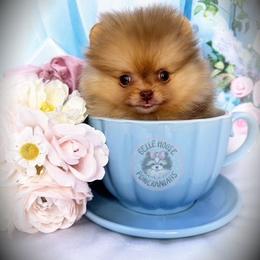 Tiny Xavier 4000 - Chocolate sable male Pomeranian puppy in Oklahoma City, Oklahoma from Belle House Pomeranians