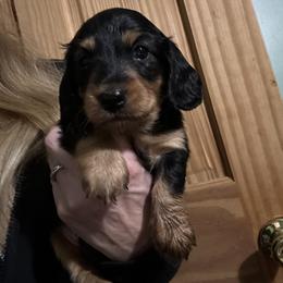 Bailey - Black and tan male Dachshund puppy in Spencer, Ohio from JAM Doxies