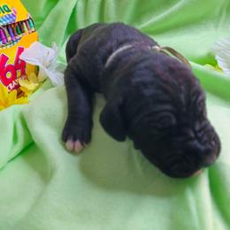 Aquamarine - Black female Great Dane puppy in Brookings, South Dakota from Debonair Danes