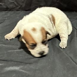 L65-03 - Red speckled male Australian Cattle Dog puppy in Sheridan, Oregon from 6pk Cattledogs