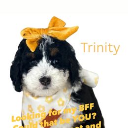 Trinity - Tri-color female Bernedoodle puppy in Wellsville, Kansas from Fancy Farm Manor Doodles