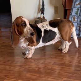 Lucy - Basset Hound