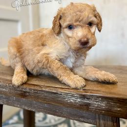 Miss Piggy - Apricot female Goldendoodle puppy in Grove, Oklahoma from Guinn Family Farms
