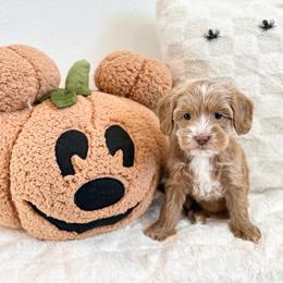 Minnie - Caramel ice female Australian Labradoodle puppy in Palmdale, California from Pixie Doodle Paws
