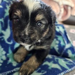 Toy Australian Shepherd Puppies from Reflections of Star Crest Kennel