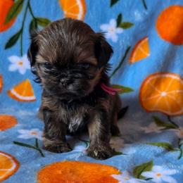 Murphie June (Bubbles) - Pink Collar - Sable female Shih Tzu puppy in Troy, Ohio from Ever After Tails