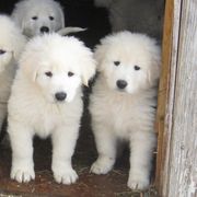 Maremma Sheepdogs from Stoneybrook Working Dogs