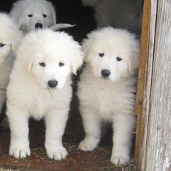 Maremma Sheepdogs from Stoneybrook Working Dogs