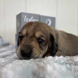 Hopper - Cream male Dachshund puppy in Wampum, Pennsylvania from Southern Sash Doxies