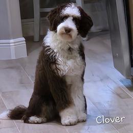 Clover - Bernedoodle