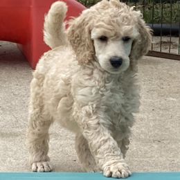 Poodles from Mozaic Standard Poodles