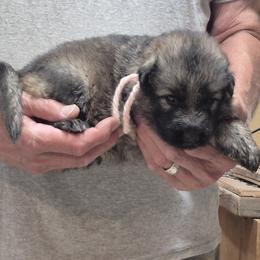 Girl 4 Pink - Sable female German Shepherd puppy in Lake George, Colorado from High Country German Shepherds
