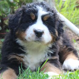 Bernese Mountain Dog Puppies from Baby Bear Bernese Kennel