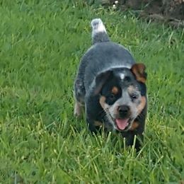 Australian Cattle Dog Puppies from Cindy McKinney's Australian Cattle Dogs