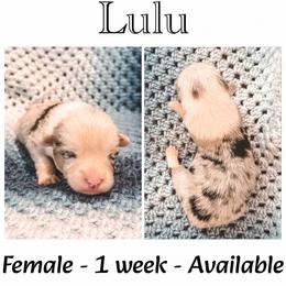 Lulu - Blue merle and white female American Corgi puppy in Fitzhugh, Oklahoma from Elmiphyr Corgis