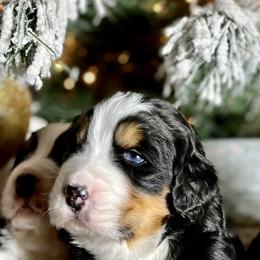 Bernese Mountain Dog Puppies from Bluffside Berners
