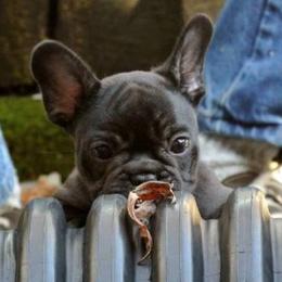 French Bulldogs from Rippling Water Frenchies