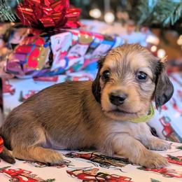 WRANGLER - Cream male Dachshund puppy in Moscow, Idaho from Bailiwick of Gurnsey