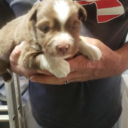 Australian Shepherd Puppies from Eon's Aussies