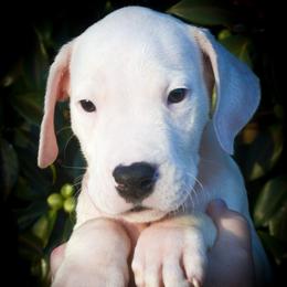 Blue collar- 'Eros' - White male Dogo Argentino puppy in San Diego, California from Debonair Dogos