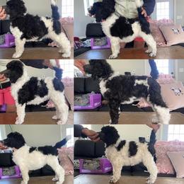 Poodle Puppies from High Mesa Standards