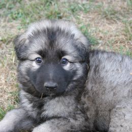 Shiloh Shepherd Puppies from Solace Shilohs