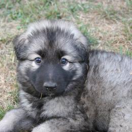 Shiloh Shepherd Puppies from Solace Shilohs