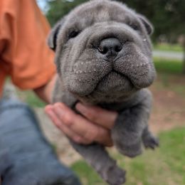 Blue - Blue male Chinese Shar-Pei puppy in Autryville, North Carolina from T&D'S Razen Wrinkles Shar-pei