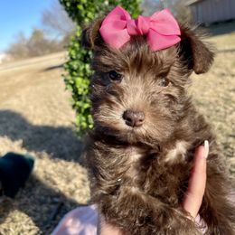 Miniature Schnauzer Puppies from Virgil Farms
