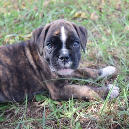 Rosco - Brindle male Boxer puppy in Humboldt, Nebraska from Keims Royal Boxers