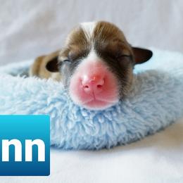 Pembroke Welsh Corgi Puppies from Whimsical Treasure Corgis