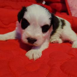 Violet - Parti female Miniature Schnauzer puppy in Florida from Central Florida Schnauzers