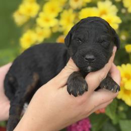 Freedom - Black phantom male Aussiedoodle puppy in Lancaster, Minnesota from Finney Ranch
