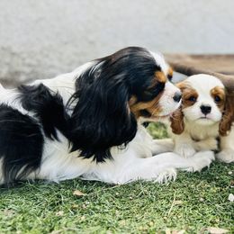 Gatsby - Cavalier King Charles Spaniel